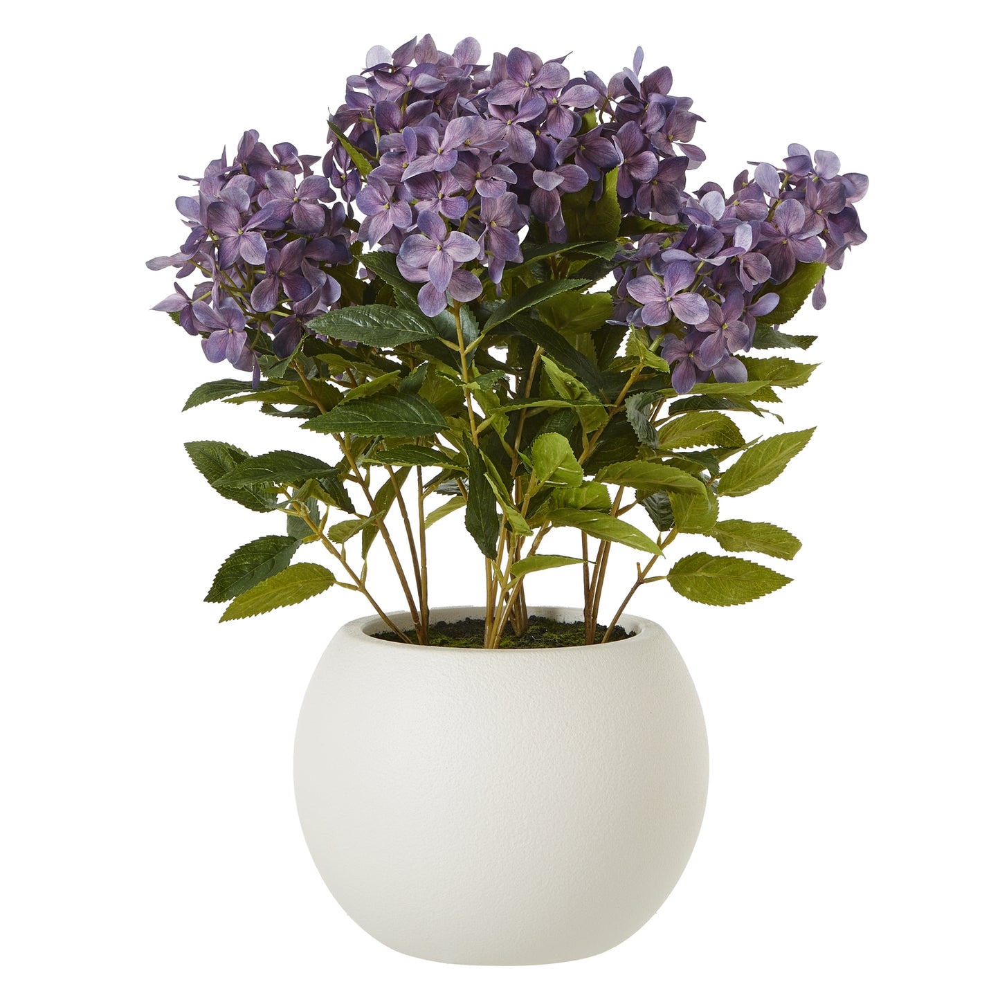 Medium Purple Hydrangea Plant In Pot - Luxe Home Comforts