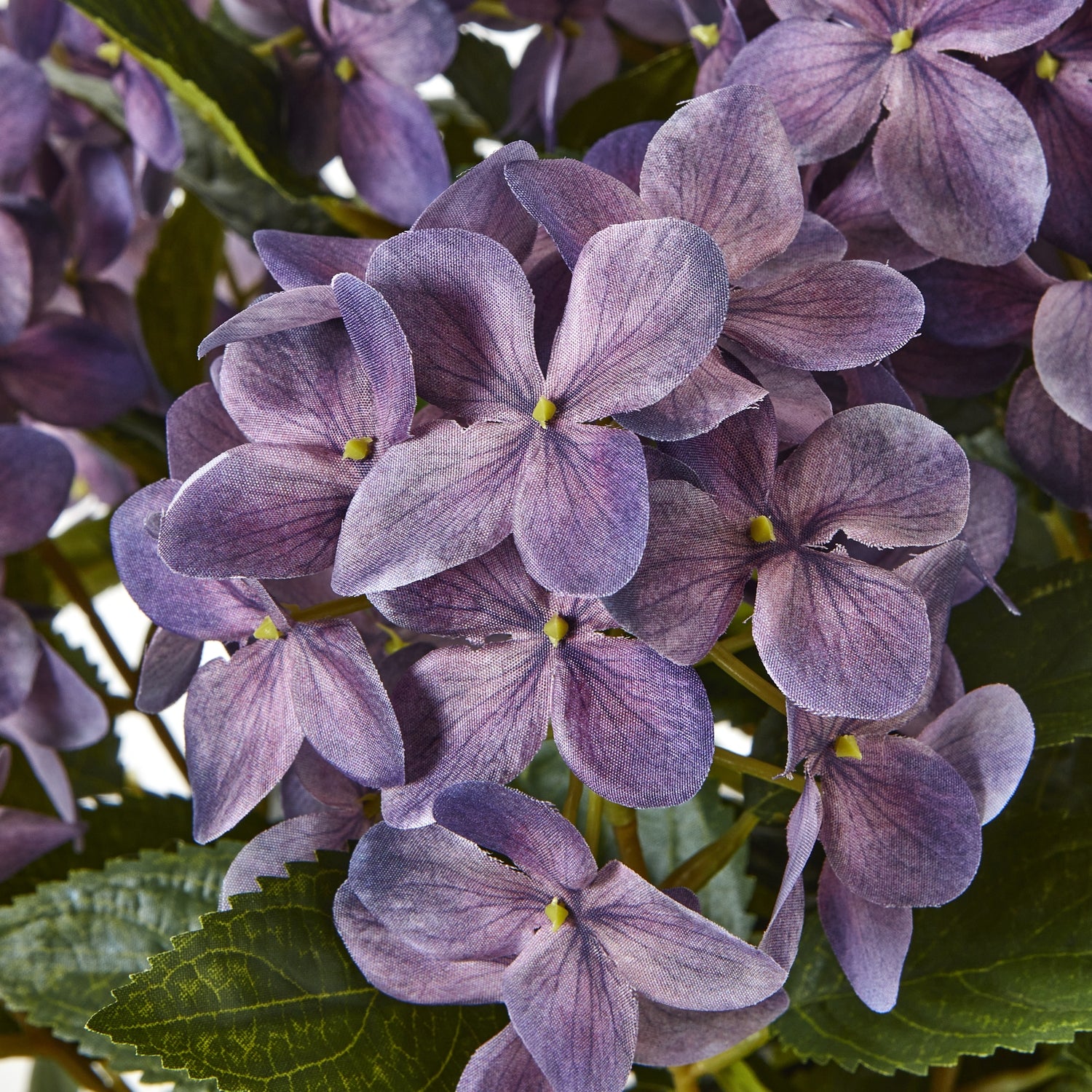 Medium Purple Hydrangea Plant In Pot - Luxe Home Comforts
