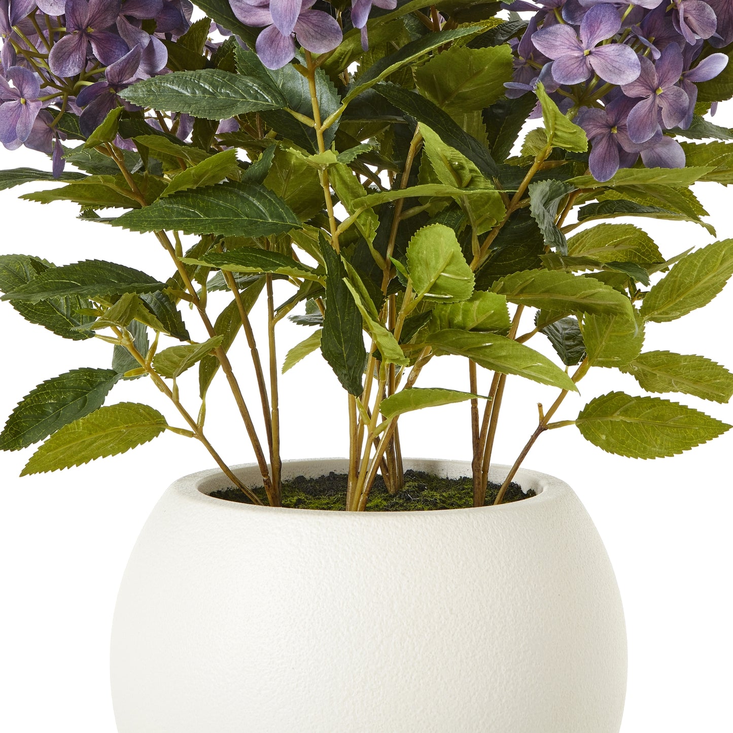 Medium Purple Hydrangea Plant In Pot - Luxe Home Comforts