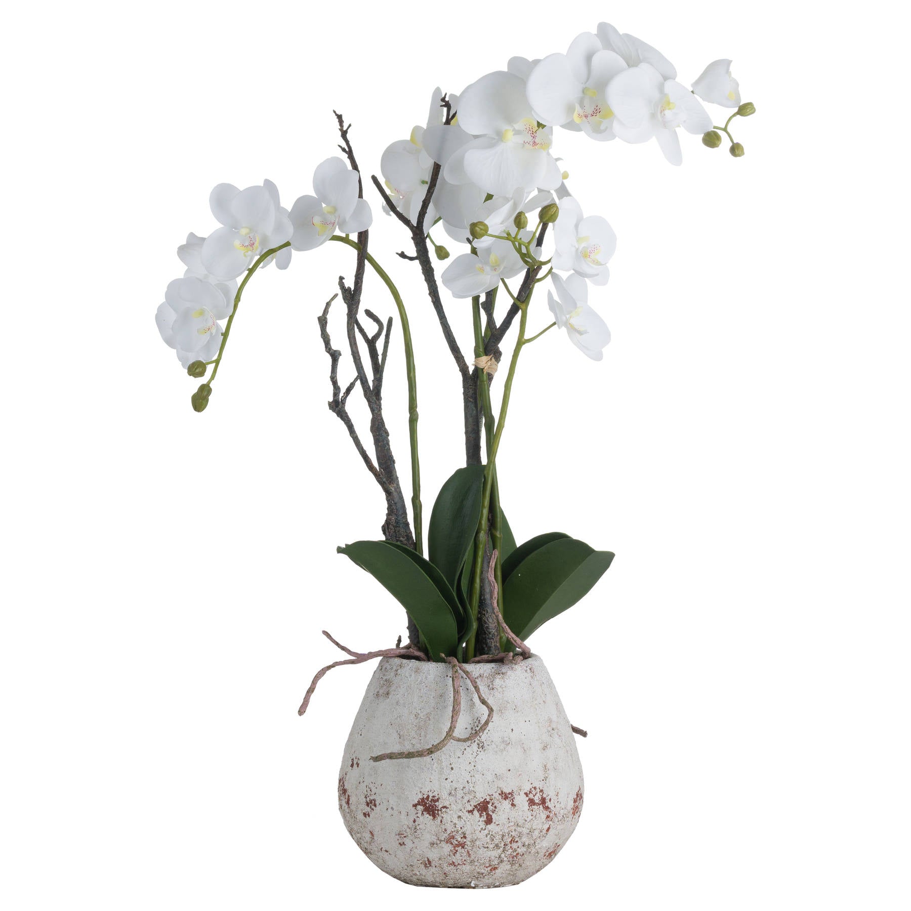 White Orchid In Stone Pot - Luxe Home Comforts